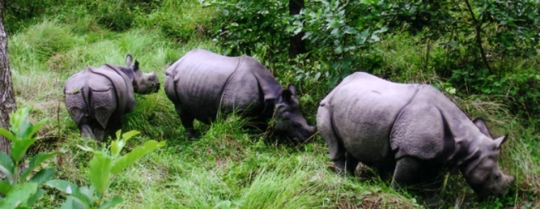 Jungle Safari in Nepal