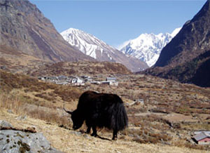 Langtang Circuit Trekking