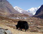 Langtang Circuit Trekking